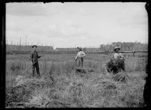 1900년에서 1909년 사이에 포트 프란시스 근처의 들판에서 일하는 남자들
