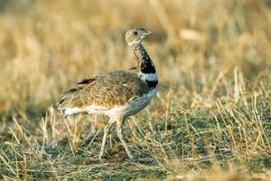 작은가슴새의 경우, 핫샷 수컷의 존재는 수컷과 암컷을 렉으로 끌어들이는 것처럼 보인다.