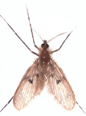Notofairchildia zelandiae (이전에는 Nemopalpus)