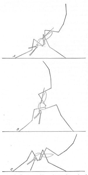 성충 얼룩날개모기(A, B)의 휴식 자세는 Culicinae (C)보다 더 똑바로 서 있다.