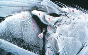 파리 평형곤과 주변 구조의 전자 현미경 사진:1. calyptra (squama)2. 상부 calypter (antisquama)3. 평형곤4. 중흉측판5. 하흉측판6. 콕사7. 날개8. 복부 마디9. 중흉부c. 평형곤의 capitellump. 평형곤의 pedicels. 평형곤의 scabellum