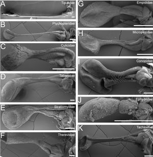 평형곤의 길이와 모양은 종에 따라 다르다.
