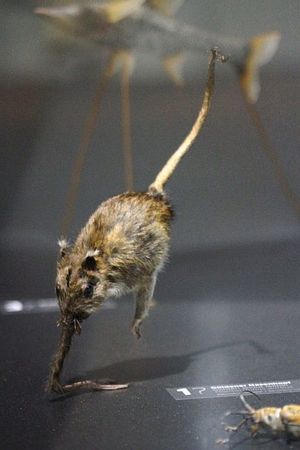 비스바덴 박물관의 Hopsorrhinus aureus