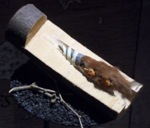 Nasoperforator, 2012년 만우절에 프랑스 국립 자연사 박물관에서 "발견된" 속.