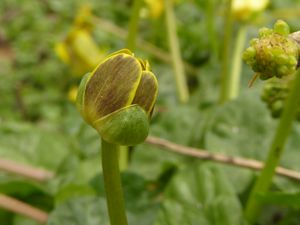 애기괭이밥의 꽃봉오리 근접 촬영, 꽃받침과 꽃잎 바깥쪽을 보여준다.