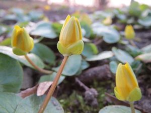 이른 봄에 꽃이 핀다