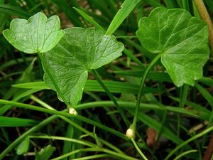 구슬눈이는 일부 아종의 잎 겨드랑이에서 꽃이 핀 후에 형성된다