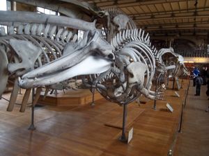 소리를 내는 데 적응된 두개골을 보여주는 아르누부리고래의 골격