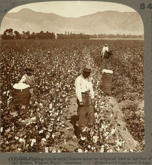 페루의 중국인 노동자 (1890년)