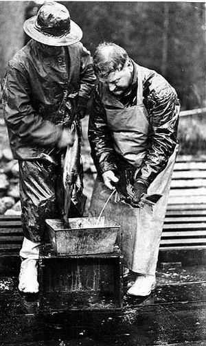 알래스카의 부화장에서 암컷 연어의 알을 채취하고 수정하는 남성들 (20세기 초)