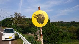 오지카 섬 특유의 “소 주의” 표지판