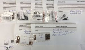 미국 농무부 동식물 검역소(APHIS)의 식물 보호 및 검역(PPQ) 식물학자들이 메릴랜드주 벨츠빌에 있는 국립 식별 서비스(NIS) 연구소에서 분석한 요청하지 않은 종자