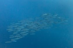 홍해에 있는 큰꼬치고기 떼