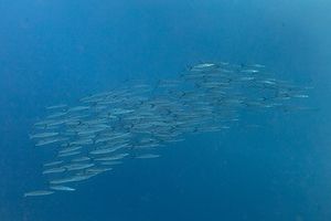 홍해에 유영중인 바라쿠다 무리