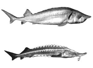 성어(위)와 유어(아래) Huso huso의 비교