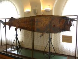 kg}}의 벨루가 (타타르스탄 국립 박물관, 카잔, 러시아)