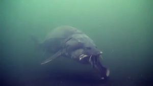 작은 철갑상어를 먹는 성어 큰철갑상어