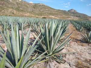 Agave angustifolia (에스파딘)