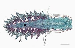 소나무의 1년생 구과의 세로 단면 절편A. 종인, B. 배주, C. 축
