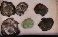 울만니아(Ullmannia frumentaria)(볼치아목)의 구과형 구조.