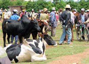 마다가스카르의 목축업자 예시
