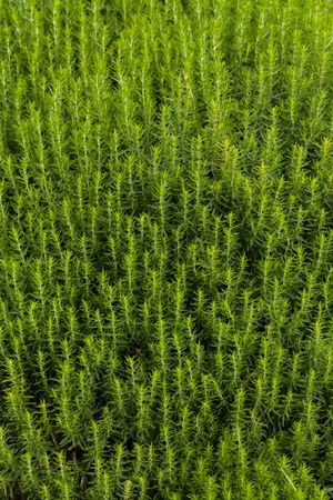 사투레자 섭스피카타