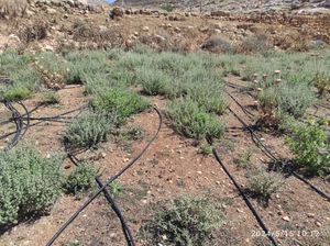 팔레스타인 아인 사미야의 시리아오레가노 재배