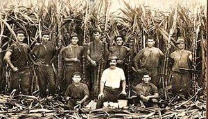 매카이에서 사탕수수 절단기로 일하는 몰타와 고조에서 온 이민자 ()