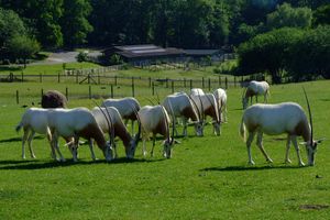 마웰 동물원(Marwell Zoo), 영국(UK) 햄프셔에서 풀을 뜯고 있는 사육 상태의 긴칼뿔오릭스