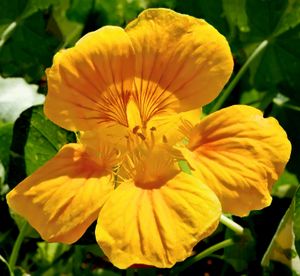 Nasturtium -- Tropaeolum
