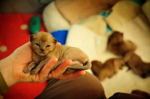 버미즈 새끼 고양이