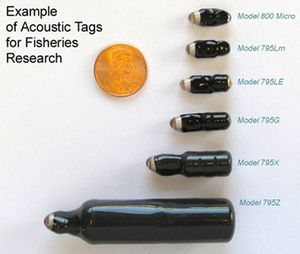 음향 태그 크기의 예