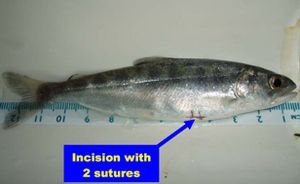  태그의 수술 후 이식의 예.