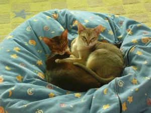 아비시니안 (왼쪽)과 싱가푸라