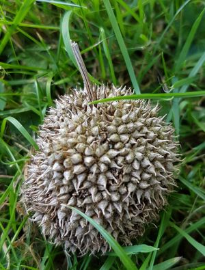 익은 버즘나무 열매