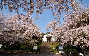 역 앞 벚꽃 (2009년 4월)