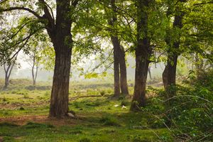 달베르기아 시소, 네팔 파클리하와 캠퍼스의 IAAS, Paklihawa Campus, Nepal의 시사우 나무