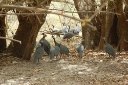 니제르에서 야생으로 관찰되는 N. m. galeatus는 일반적으로 방목 가금류로 사육된다.