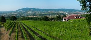 아란젤로바츠 외곽의 포도원