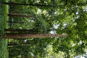 인도 닐람부르의 티크 숲