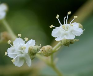 인도 텔랑가나주 랑가레디 구의 아난타기리 언덕에 있는 꽃
