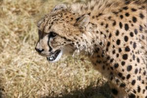 데 와일트 치타 및 야생 동물 센터의 치타