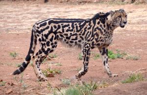 왕치타, 데 와일트 치타 및 야생 동물 센터에서 희귀한 돌연변이를 가진 치타의 한 종류