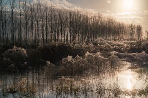 푸체키오 늪: 폭우 후 오랜 가뭄으로 거미줄 그물