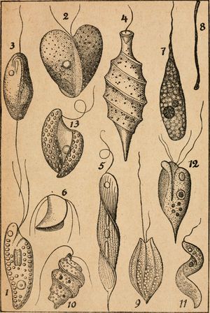 원생생물 from Die Pflanze als Erfinder, 1920