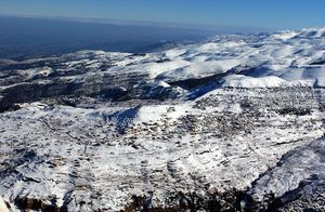 레바논산의 눈