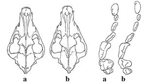 주세페 알토벨로가 비교한 C. l. lupus(a)와 C. l. italicus(b)의 두개골과 치아