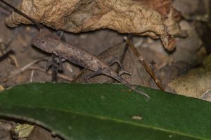 마다가스카르 드워프 카멜레온