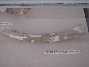 키프로스 난쟁이 코끼리