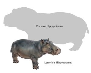 말라가시 왜소 하마